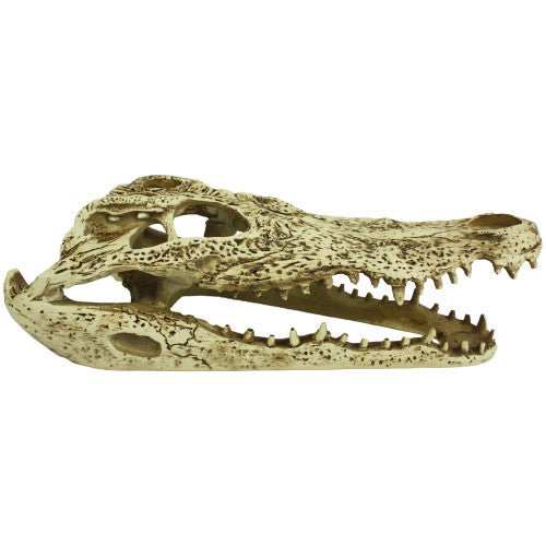 Komodo, Komodo Alligator Skull Hideout, 1 Each/9 in
