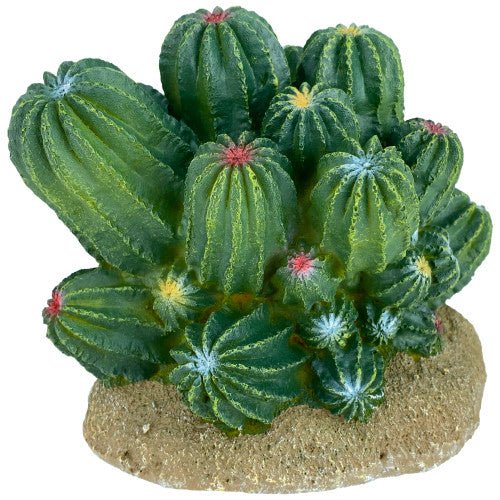 Komodo, Komodo Cactus Plant Barrel, 1 Each/4 in