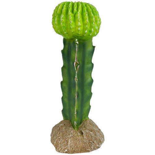 Komodo, Komodo Cactus Plant Moon, 1 Each/7.5 in
