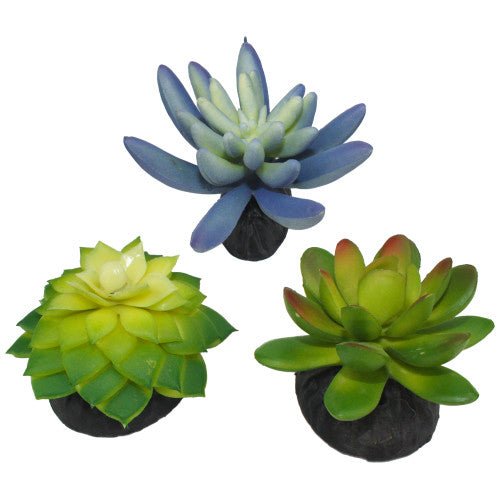Komodo, Komodo Desert Succulent Plant, Blue & Green, 1 Each/3 Pack
