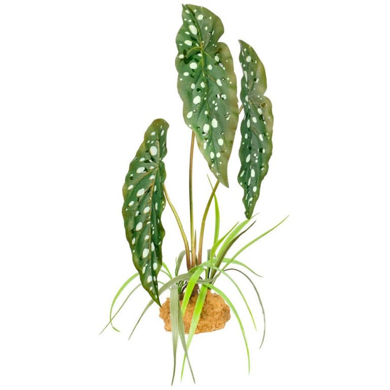 Komodo, Komodo Standing Plant, Spotted Begonia, 18 Inches