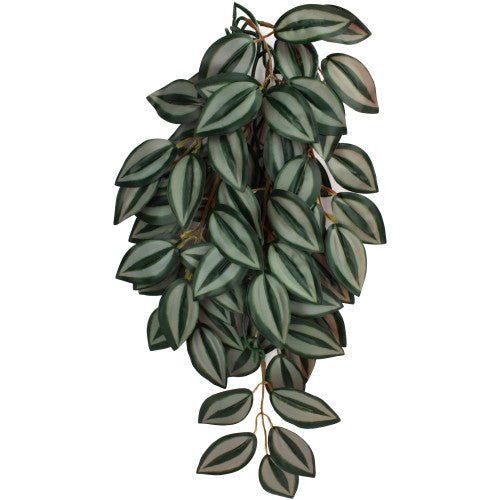 Komodo, Komodo Zebrina Hanging Plant, 1 Each/SM, 16 in