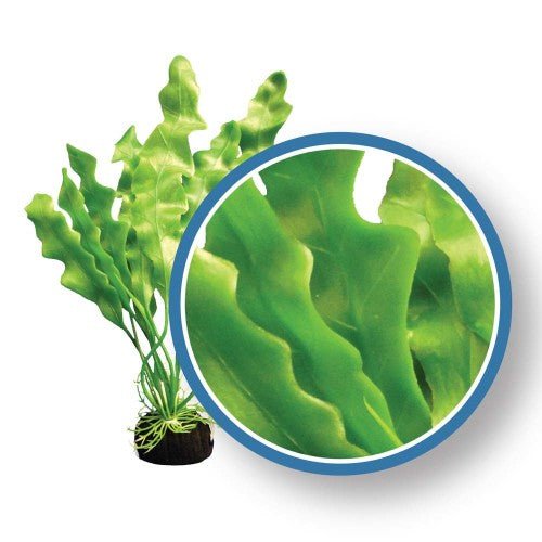 Weco, Weco Products Freshwater Pro Series Amazon Ruffled Sword Aquarium Plant, Green, 1 — Each 18