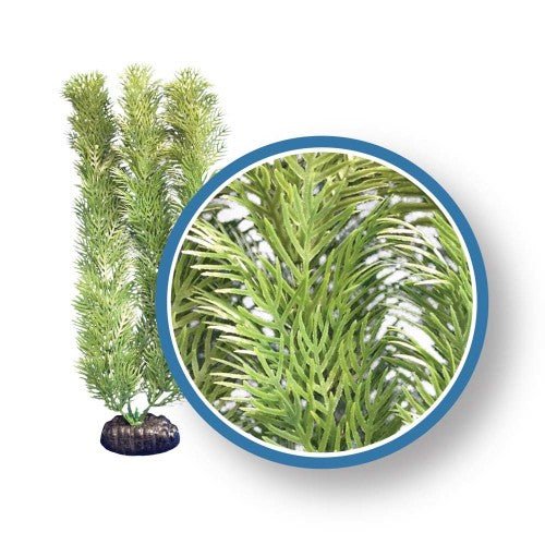 Weco, Weco Products Freshwater Pro Series Cabomba Aquarium Plant, Green, 1 Each/18 in