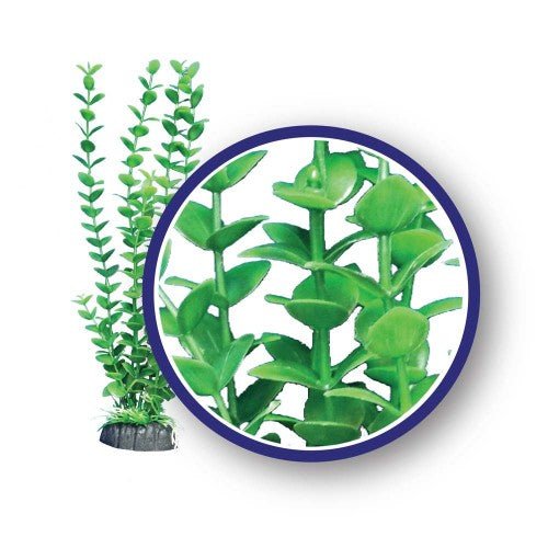 Weco, Weco Products Freshwater Series Bacopa Aquarium Plant, Green, 1 Each/6 in