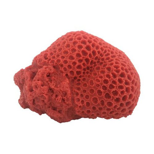 Weco, Weco Products South Pacific Coral Brain Ornament, Orange, 1 Each/Large