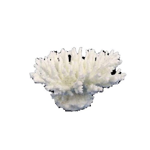 Weco, Weco Products South Pacific Coral Tabletop Ornament, White, 1 Each/XXS